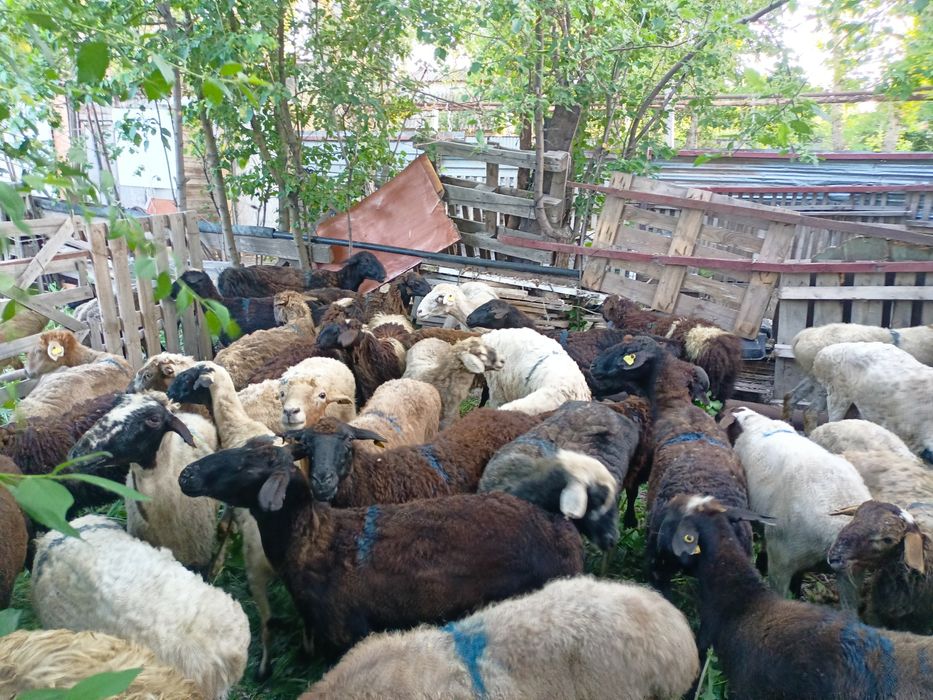 Құрбанға қой сатылады