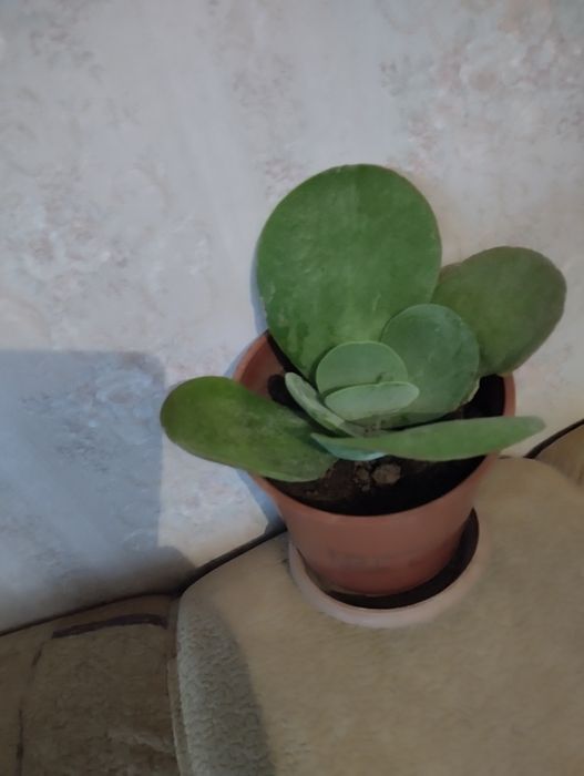 Толстяка , необычная.