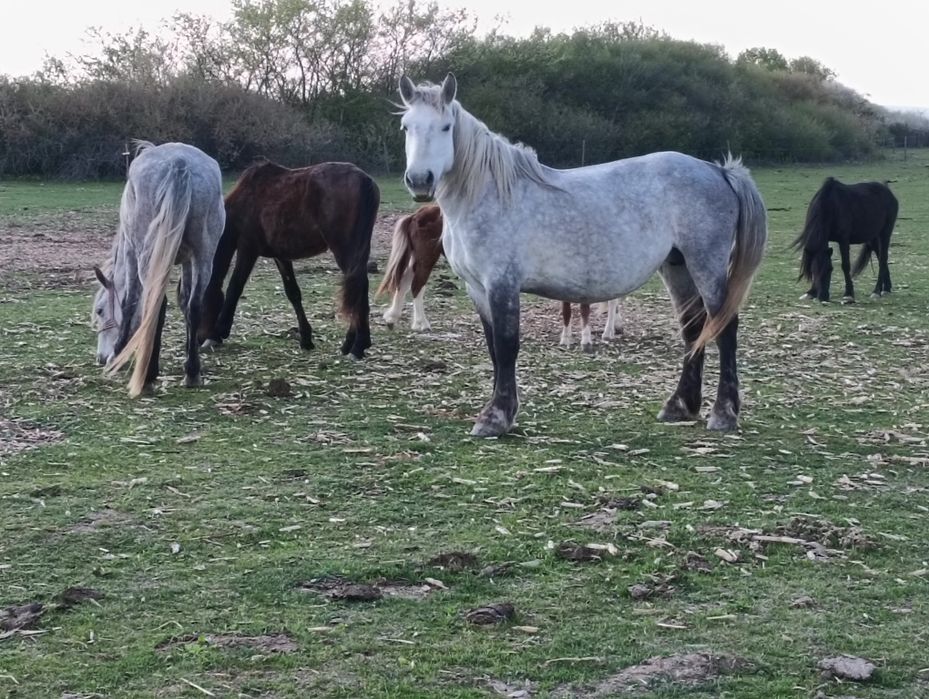 Vand iapa sura gestanta in varsta de 4 Ani cu 3500 euro