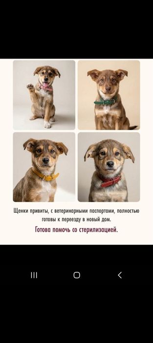 Щенки Бесплатно 3 месяца