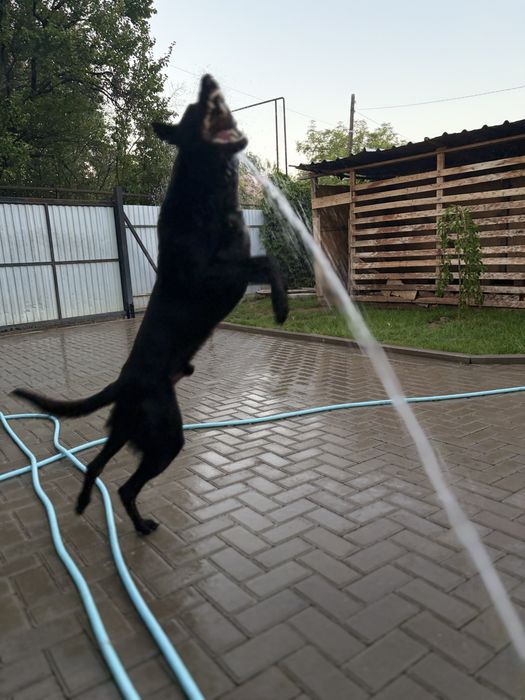 БО-Малинуа для дома и службы