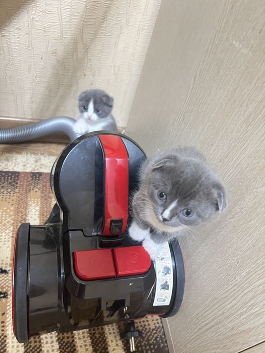 Продам котят британцы 10000