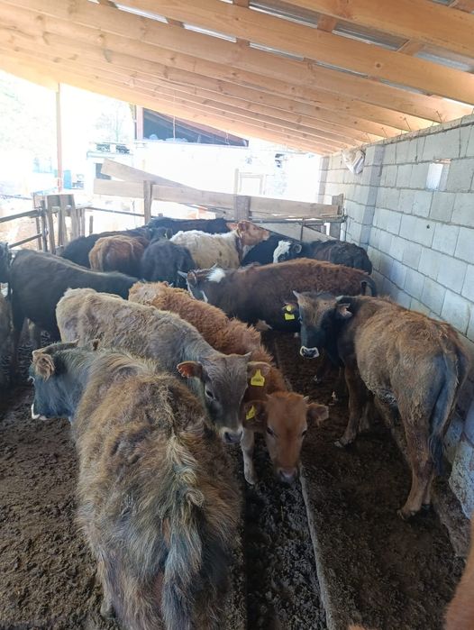 Бузаулар сатылады