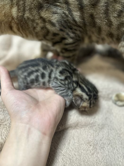 Бронь бенгальских котят