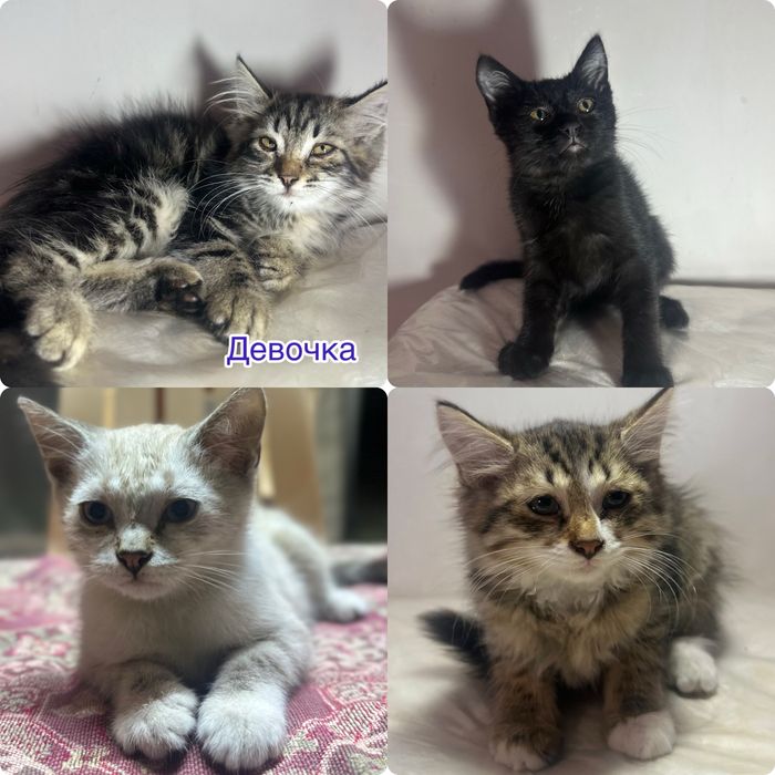 Отдам котят в добрый руки!!!