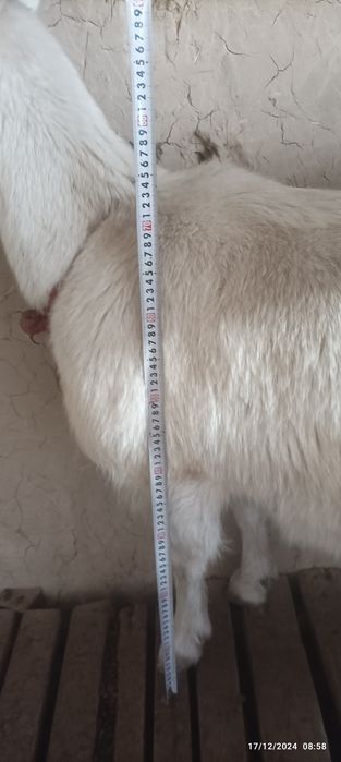 Sogʻin Echki sotiladi