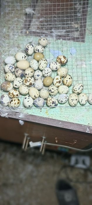 Beliy gigant bedanalari tuxumiga zakaz olamiz