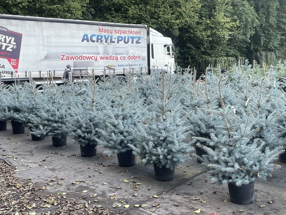 Tuia și Brazi albi Vindem și Angro