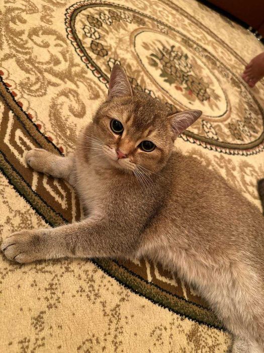 Продается Кошка Порода Скотиш Страйт