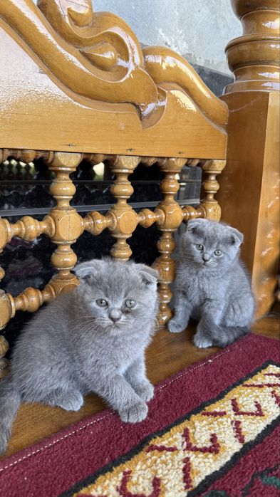 Британские кошки
