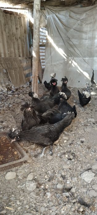 Продаются хохлатые цыплята