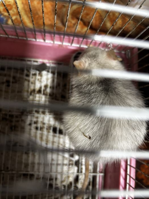 Отдаю  крыс  одна дамбо,вторая нет