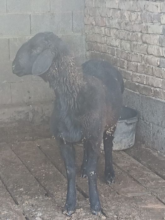 Кошкар бір жасар сатылады