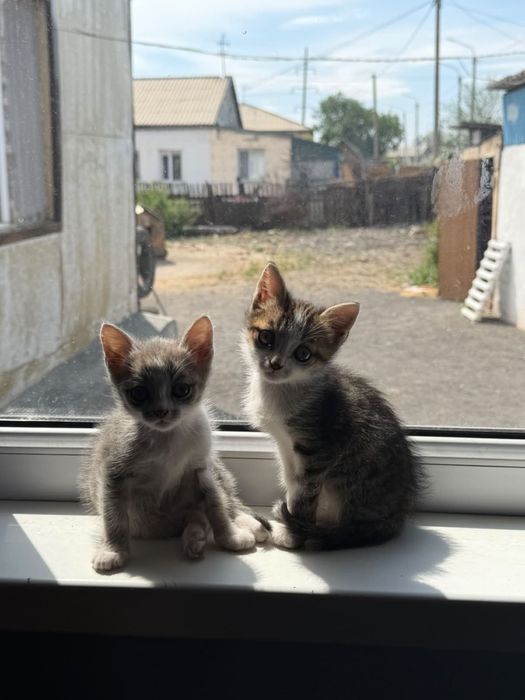 Отдам котят в добрые руки