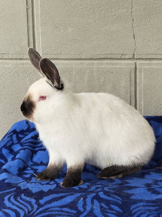 Kaliforniy quyon bolasi sotiladi 2+ oylik toza qon