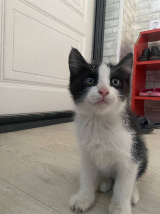 Отдам в добрые руки