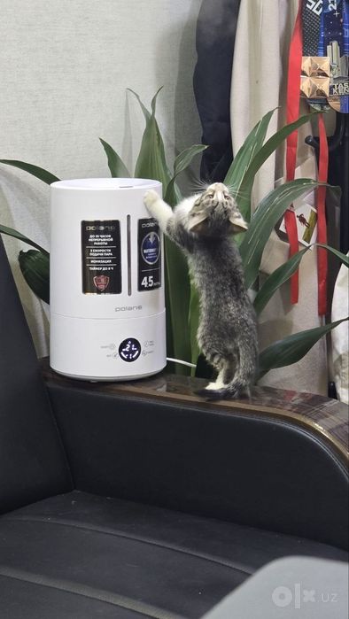 Отдам котят в хорошие руки