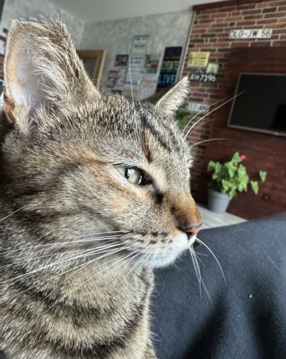 Подарявам Котка на 3 години