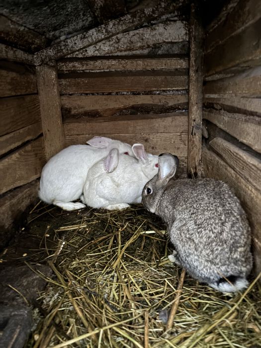 De vanzare sau schimb