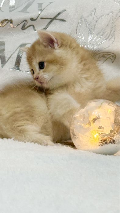 Девочка и мальчик  NY12