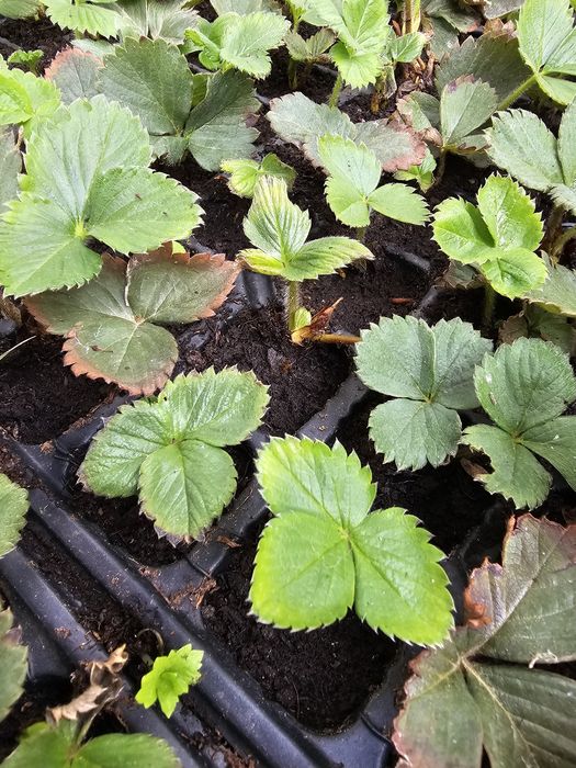 Vând stoloni căpșuni alveolă/turba