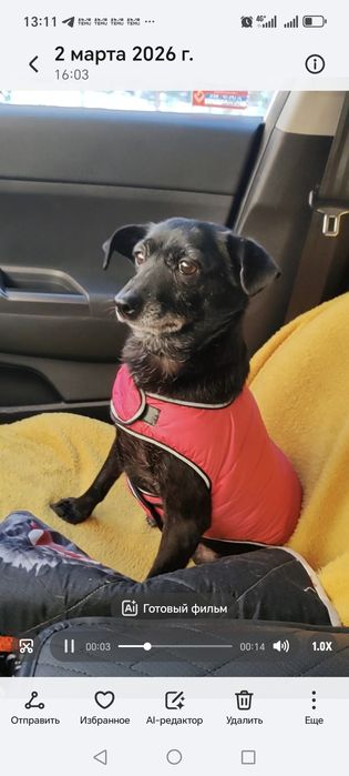 Маленькая собачка