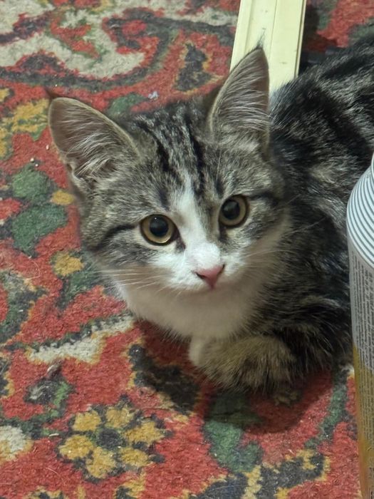 Котятя в добрые руки