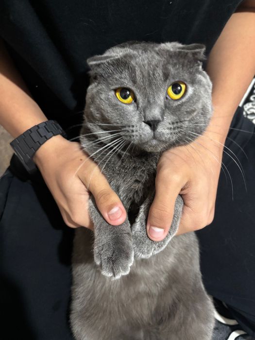 Британская кошка