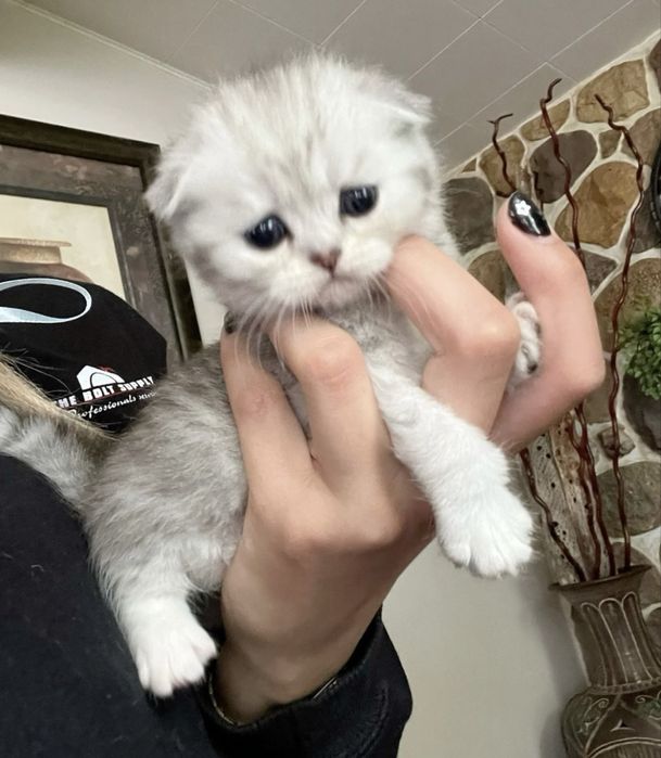 Продаётся британский котят