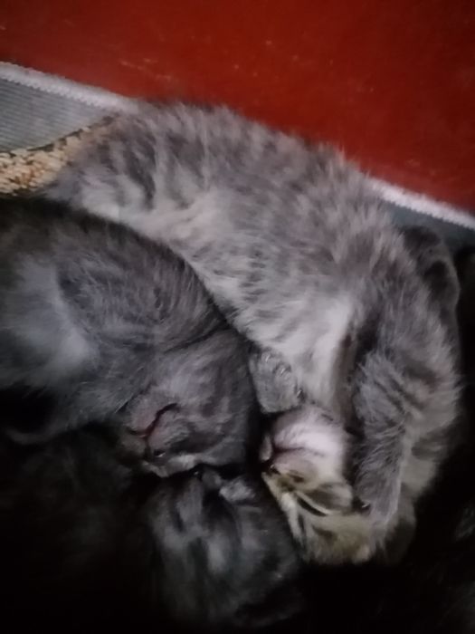 Отдам котят в добрые руки