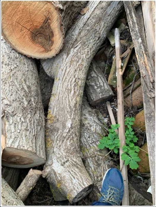 Орехови трупи, дървесина орехов материал