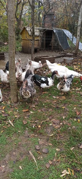 Пръч, неми патици