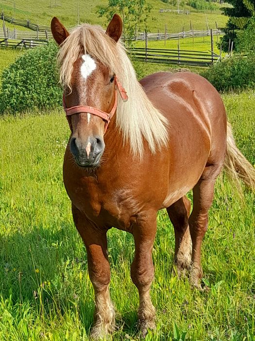 manz de doi ani si jumatate