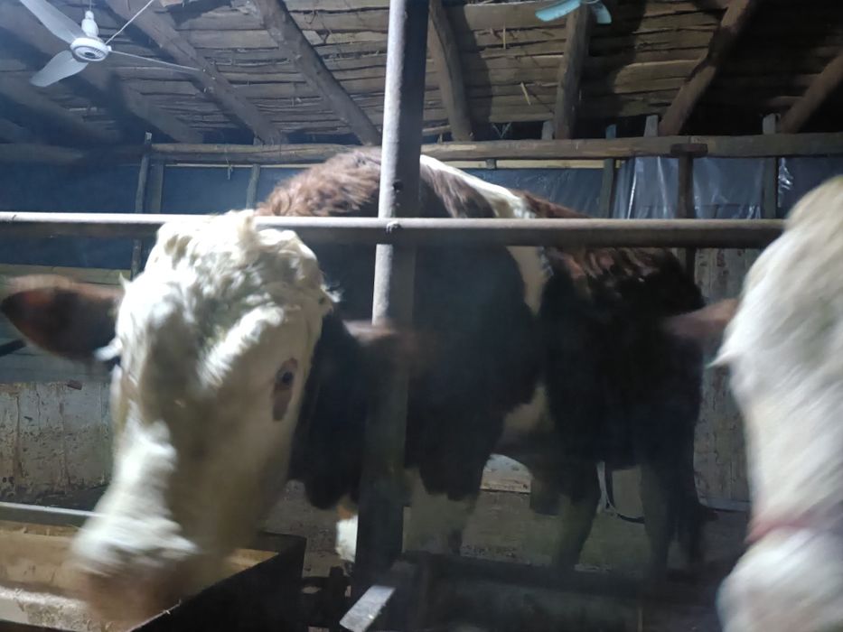 Smental novvos zotdor toza