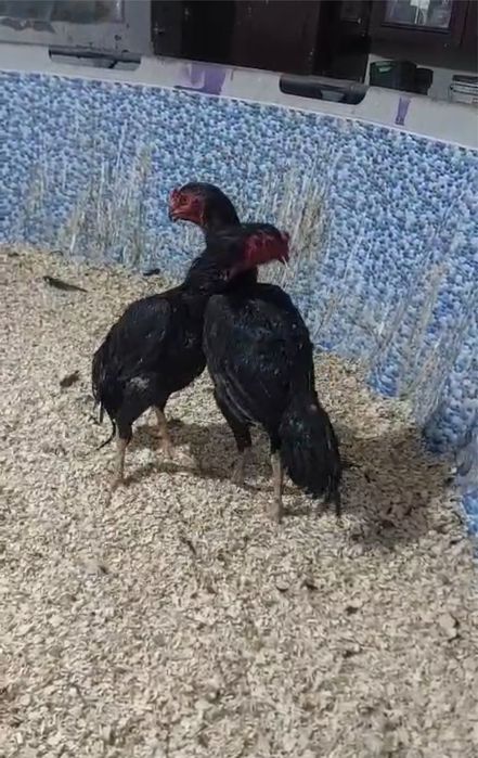 Дакан қораз апрельский қораз сатлады