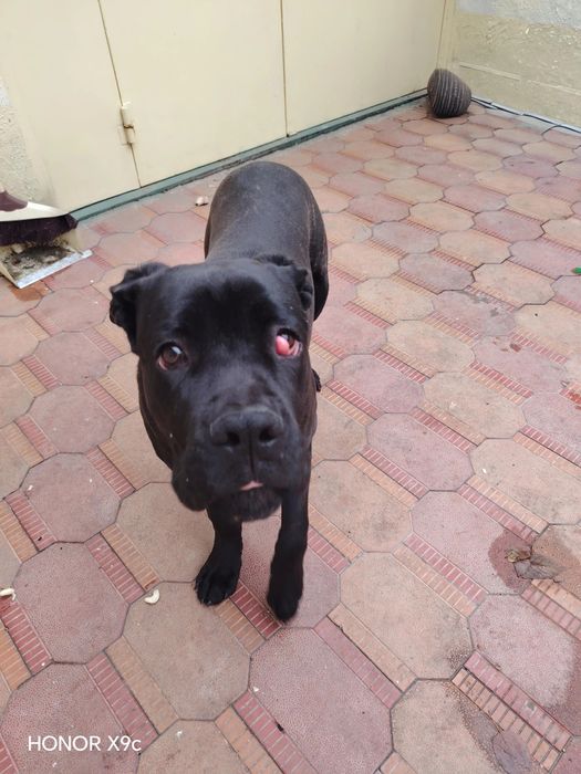 Кане корсо 6 месяцев