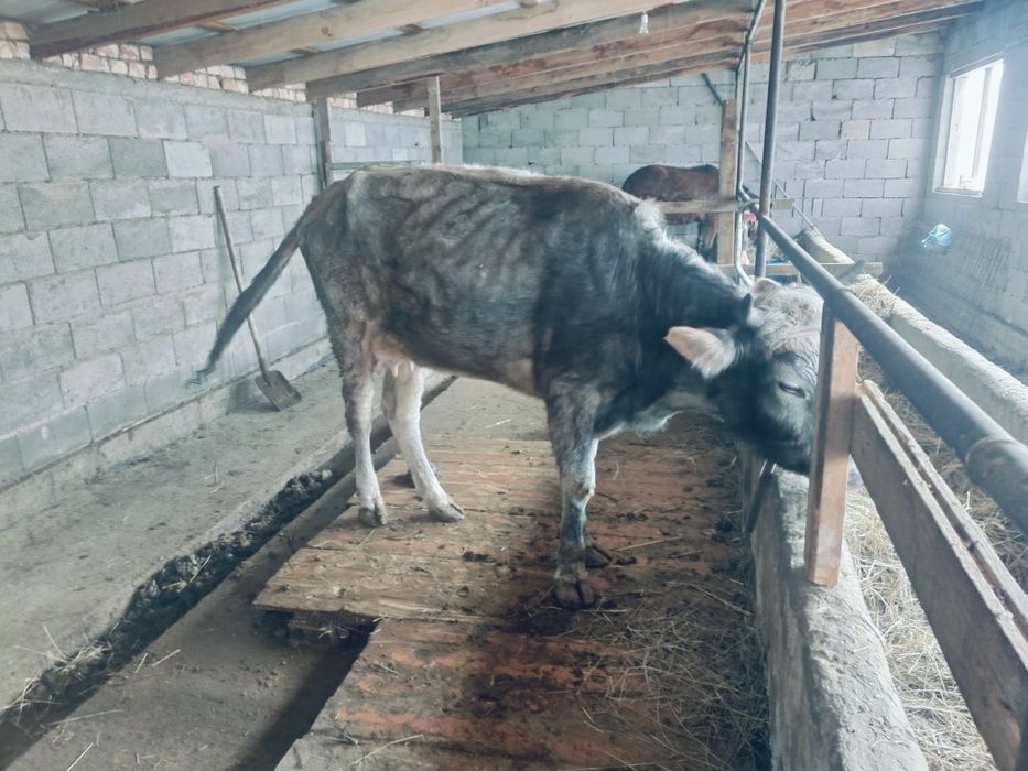 Корова, сиыр 1туған