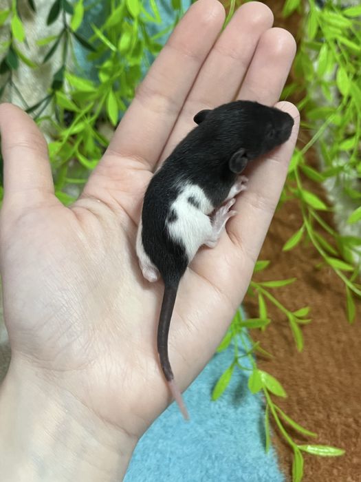 Крысята (крысы,крыса,крыски)