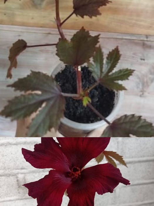 Гибискусы комнатные розы