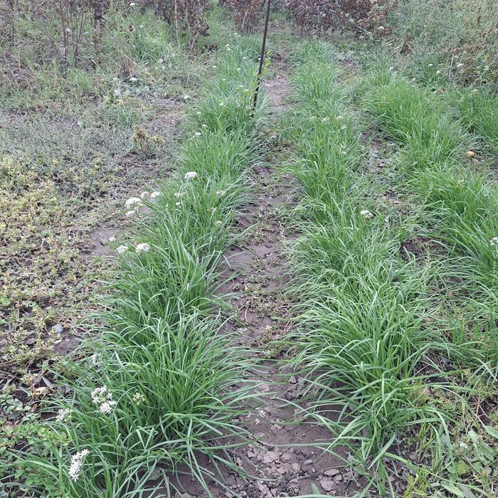 Растения,кусарники