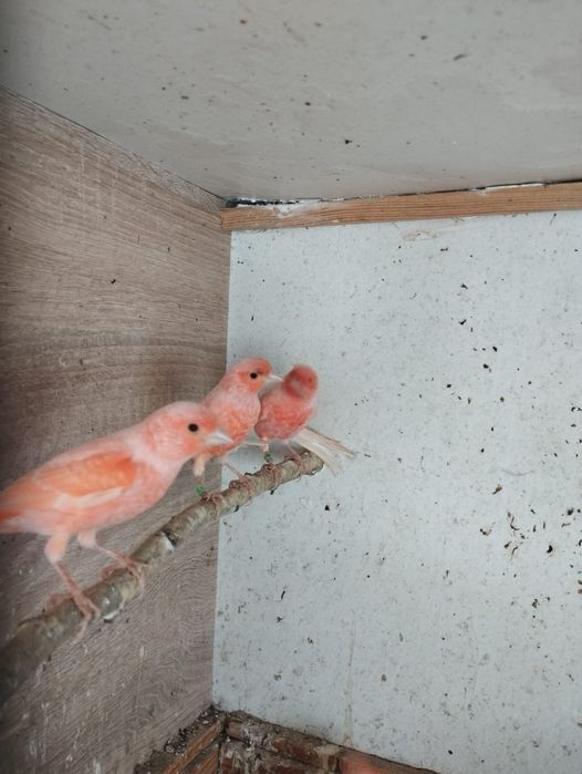 Канарейки разные