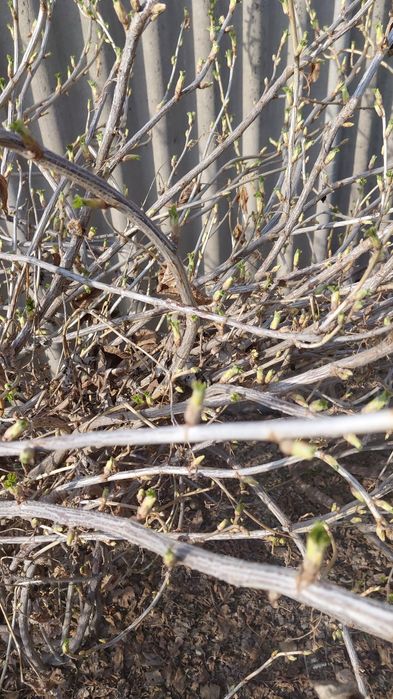 Саженцы смародины