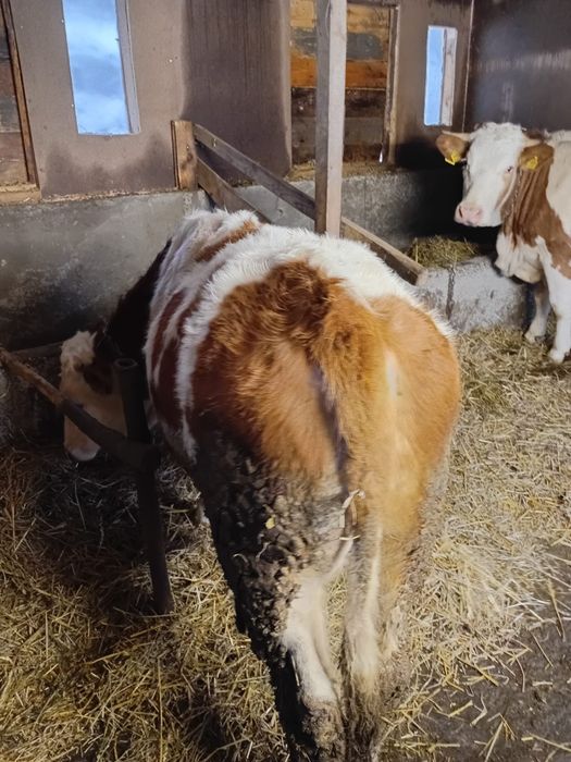 Vând vitel metis baltat