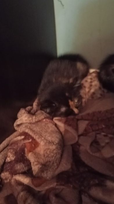 Отдам даром умных котят
