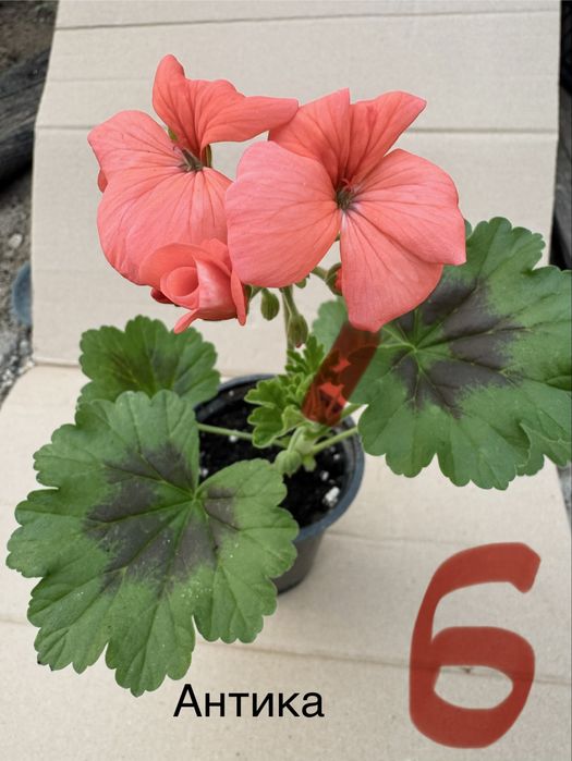 Мушкато различни цветове калиопе