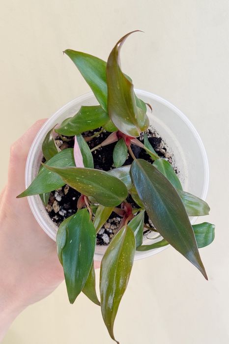 Филодендроны разные