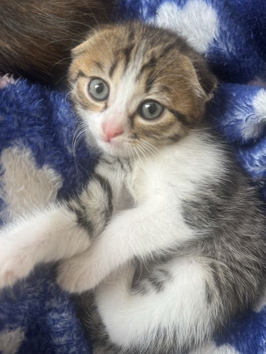 котята шотладнская