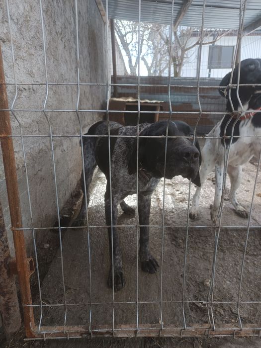 De vânzare Cățelusa brag german