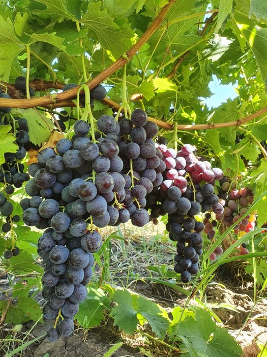 Struguri de masa si de vin