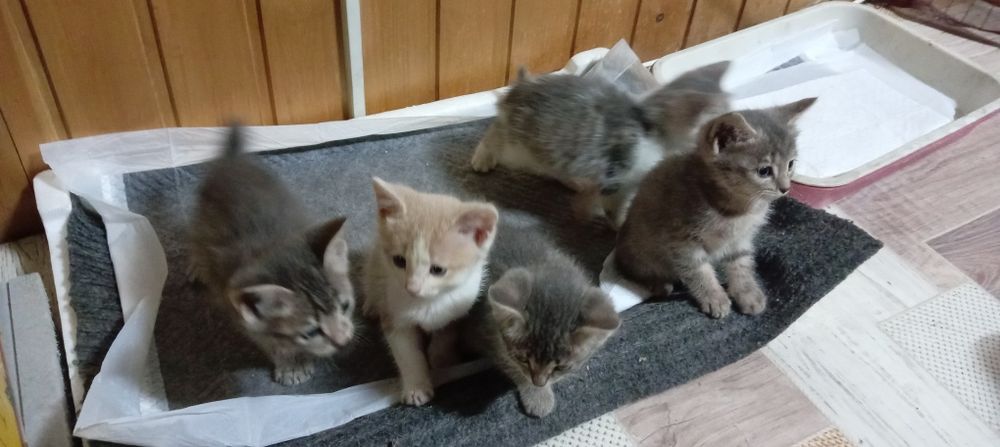 Отдам игручих котяток смесь бобтейла